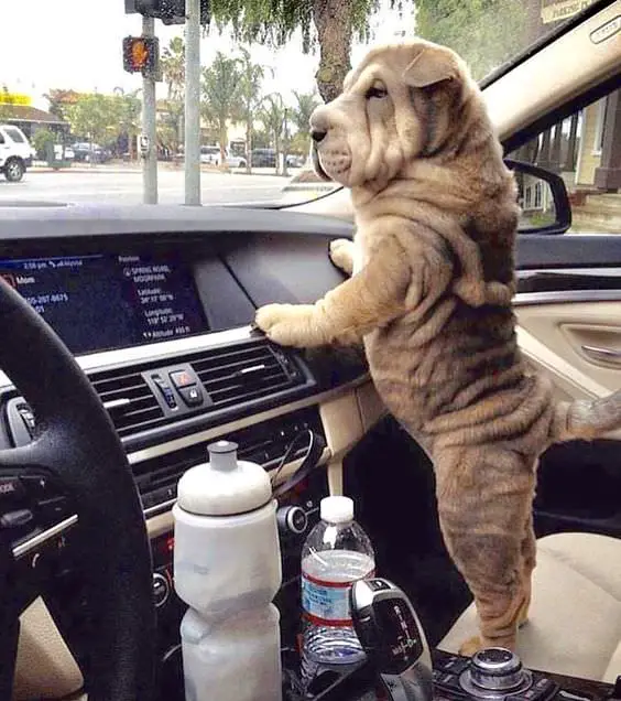 Shar Pei puppy standing up against the dashboard inside the car