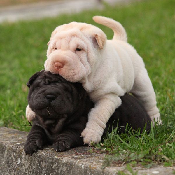 white Shar Pei puppy on top of a black Shar Pei