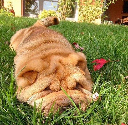 Shar Pei lying down on the green grass sleeping