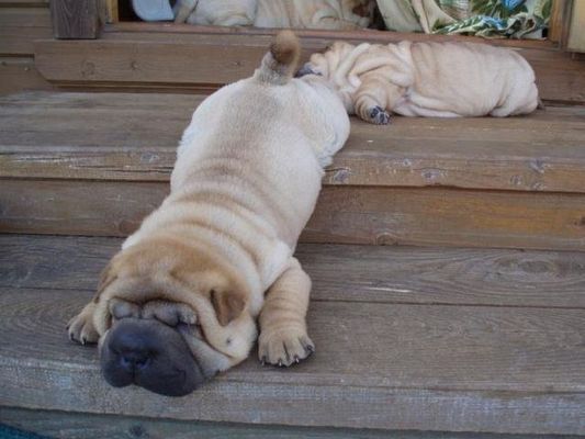 Shar Pei puppy falling from the stairs while sleeping