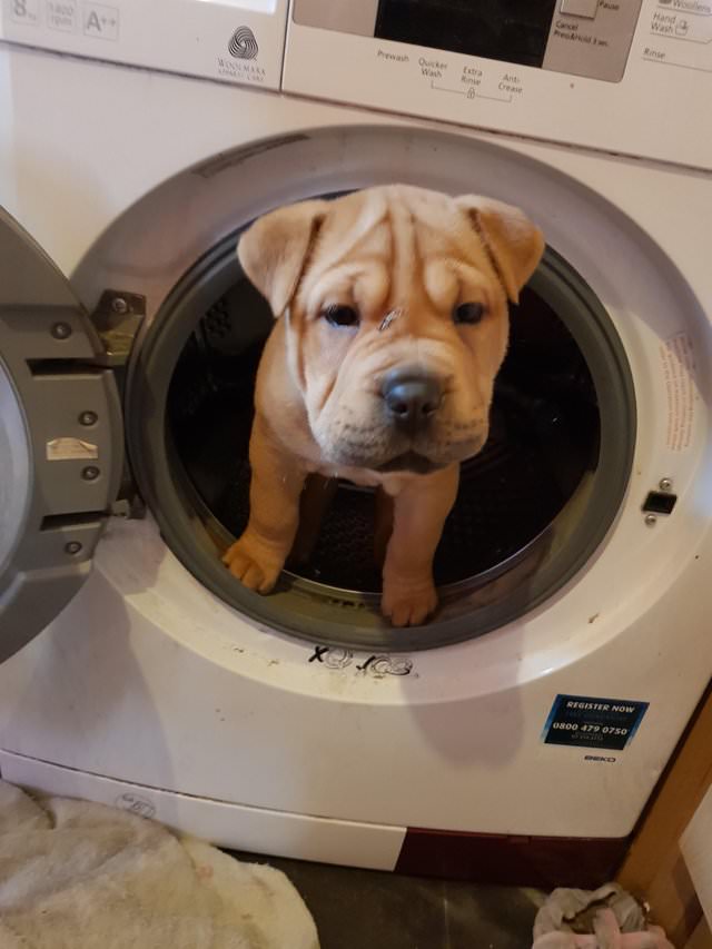 Shar Pei inside the washing machine