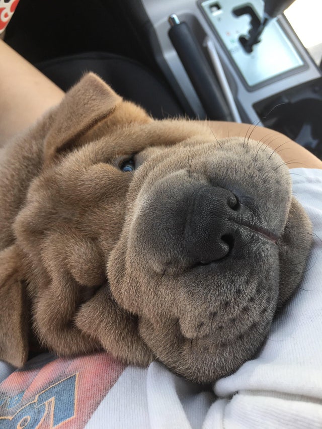 cute Shar Pei face