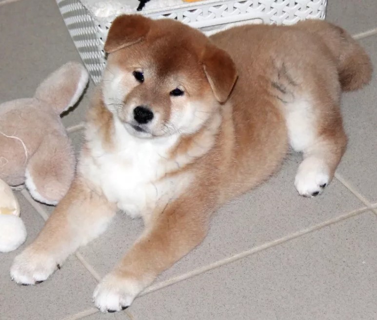 140 Female Shiba Inu Dog Names The Paws