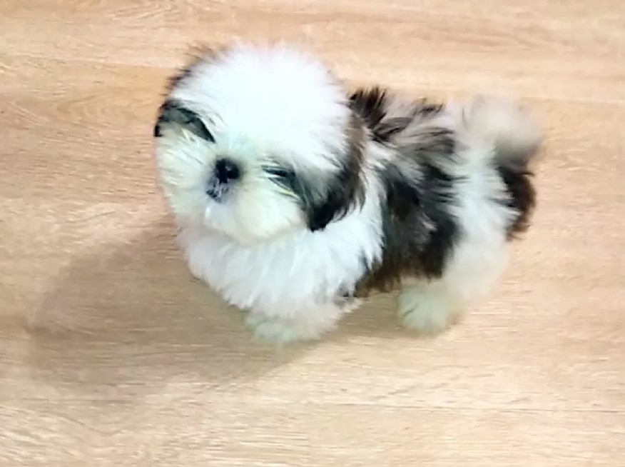 cool shih tzu names