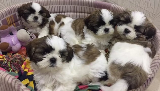 shih tzu dog names