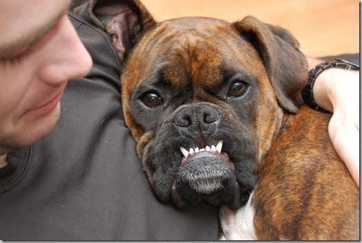 Boxer dog in its human's chest with its lower teeth showing