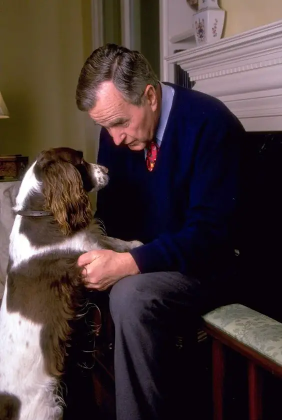 President Bush sitting on the chair while his Springer Spaniel is standing up leaning against him