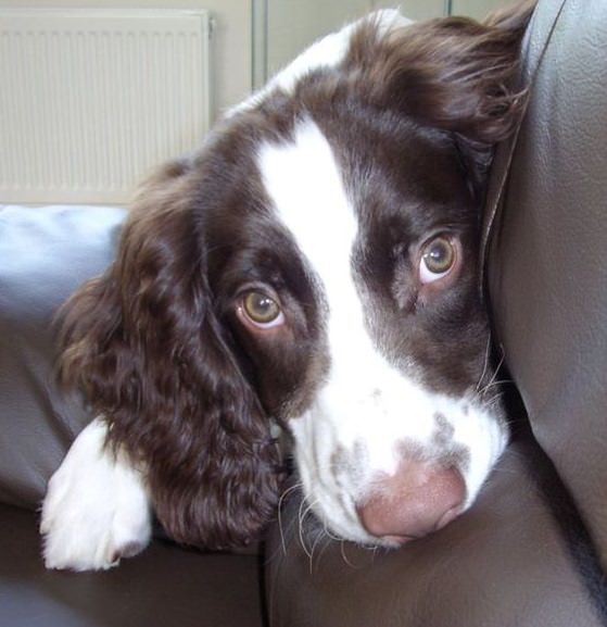 springer spaniel with curly hair on its ears and adorable begging eyes