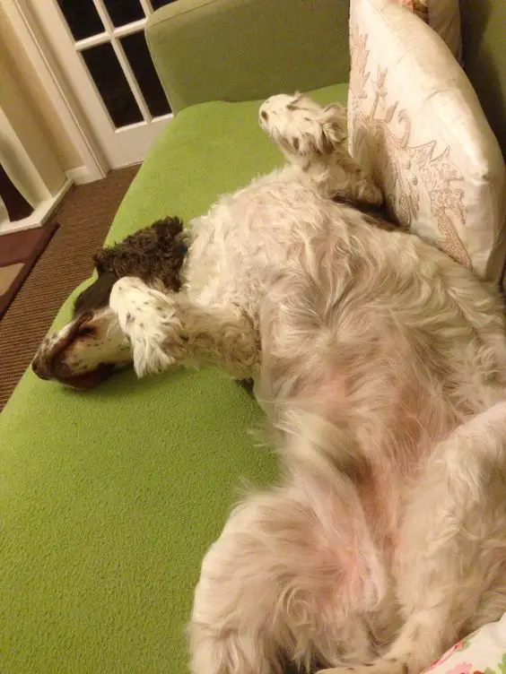 springer spaniel lying on the couch with its back
