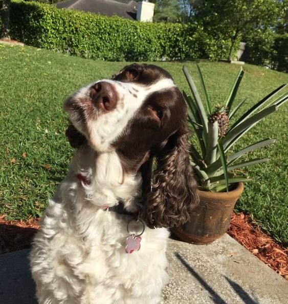 springer spaniel dog outdoors looking up while tilting its head