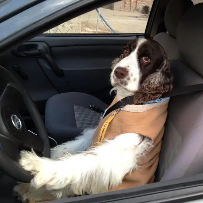 springer spaniel in the driver's seat with its hands on the steering wheel
