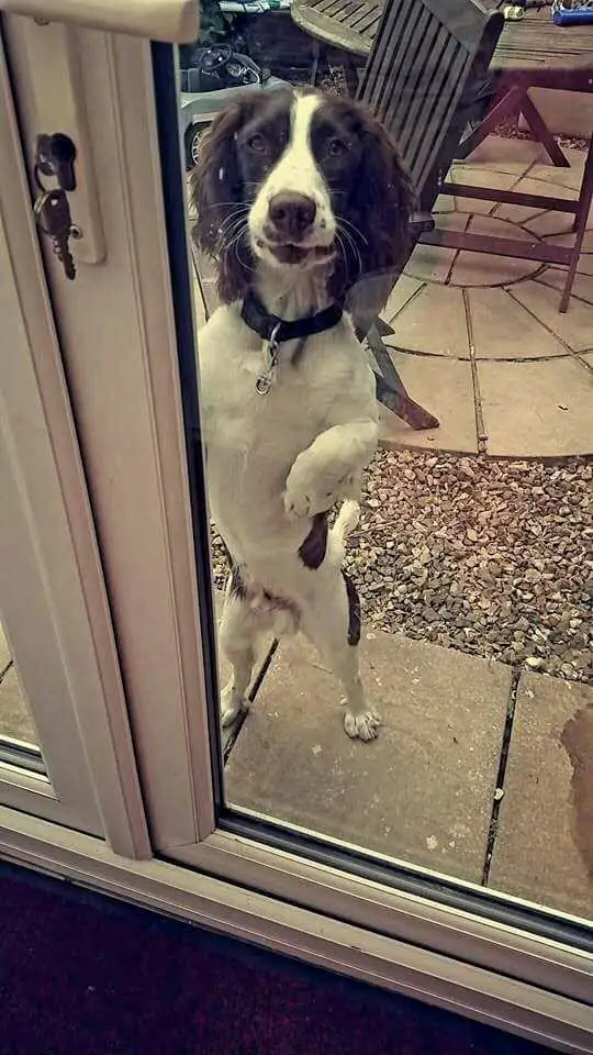 funny springer spaniel standing with two legs on the other side of the glass door