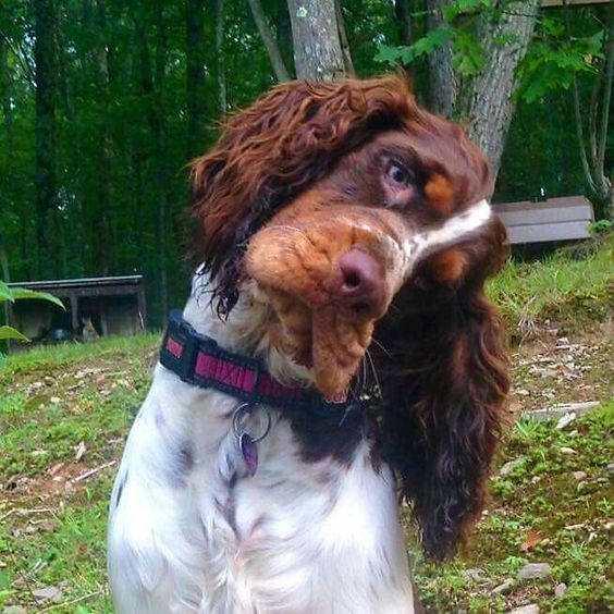 springer spaniel at the park while tilting its head