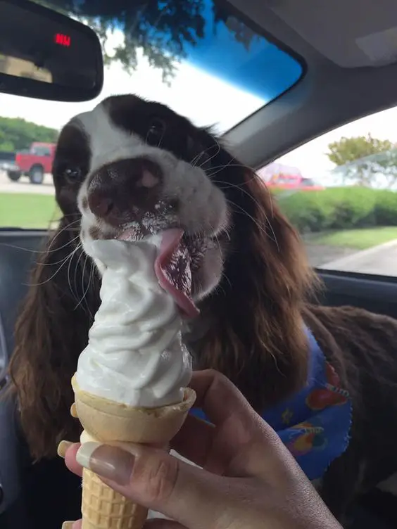 springer spaniel dog eating icecream