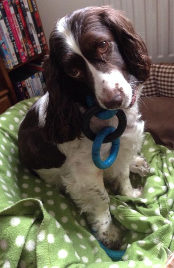 springer spaniel dog biting a big plastic circle chain