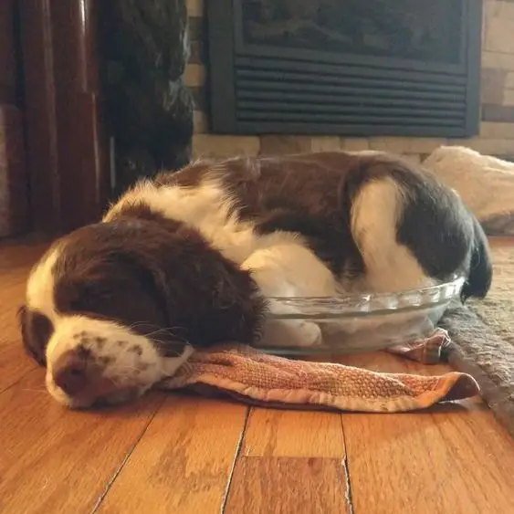 springer spaniel sleeping in a glass tray on the floor