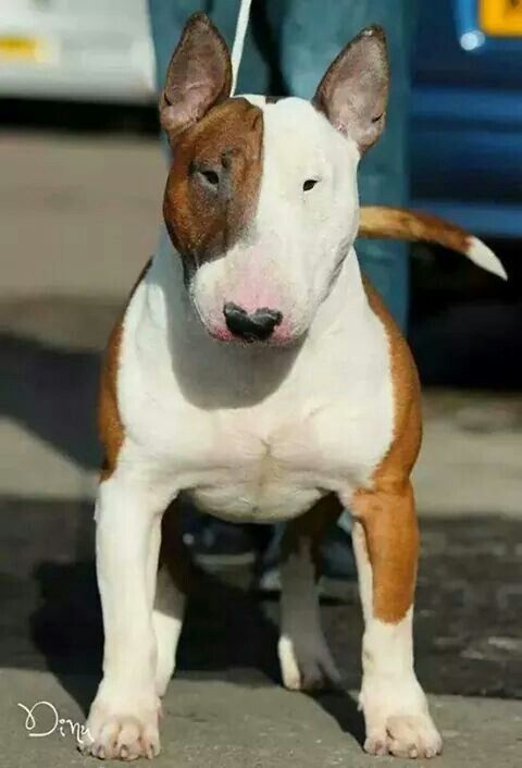 white and brown Bull Terrier dog 