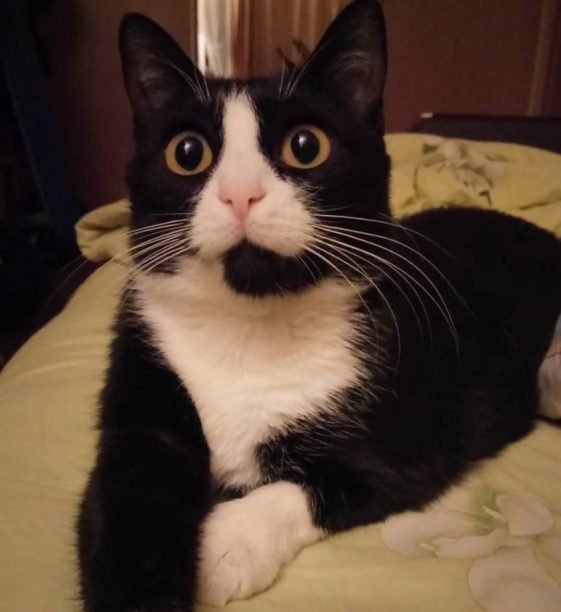 350 Cat Names from Movies and Books