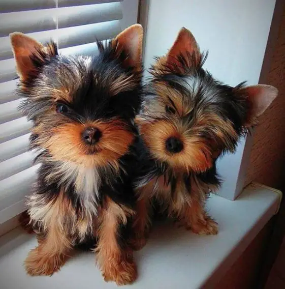 two cute yorkie puppies