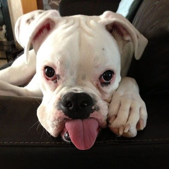 white Boxer dog with its tongue sticking out