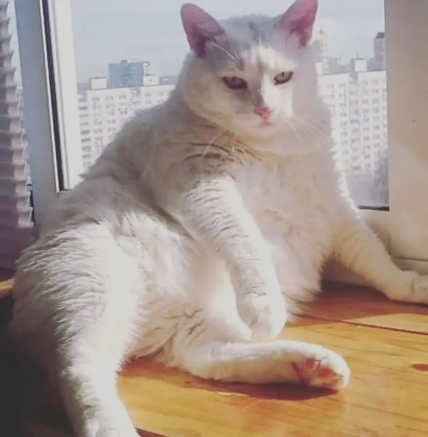 100 Fat Cat Names The Paws