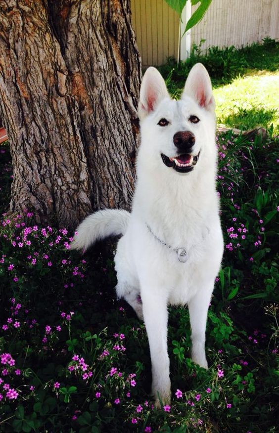 40 White German Shepherd Names - The Paws