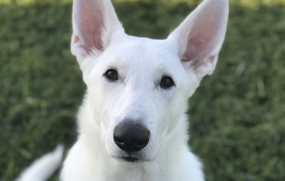 40 White German Shepherd Names - The Paws