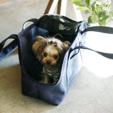 Yorkie in a bag