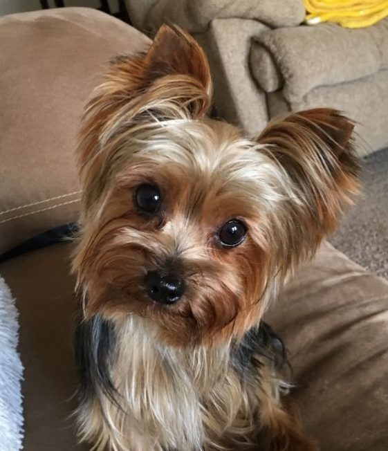 begging yorkie with a cute face