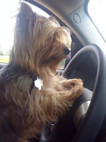 yorkie on the wheels driving