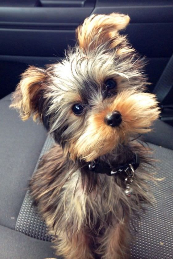 head tilt yorkie