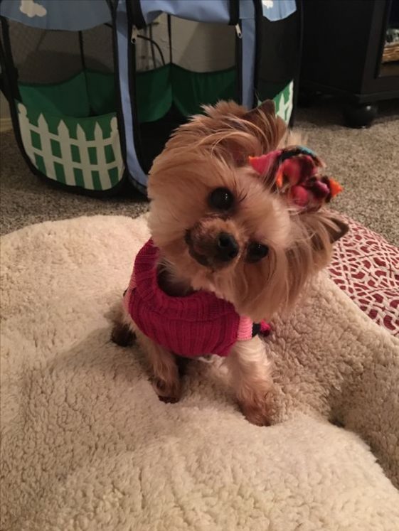 head tilting yorkie