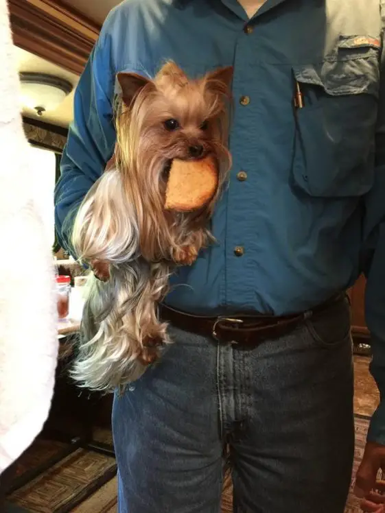 Yorkie eating a toasted bread