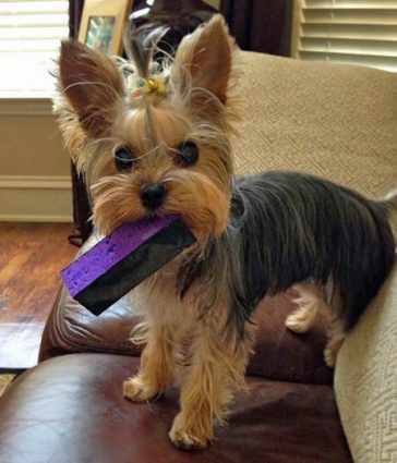 yorkie chewing its toy