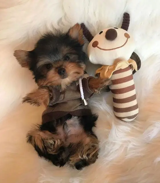 yorkie puppy in bed with its toy