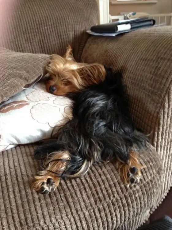 yorkie sleeping in the couch