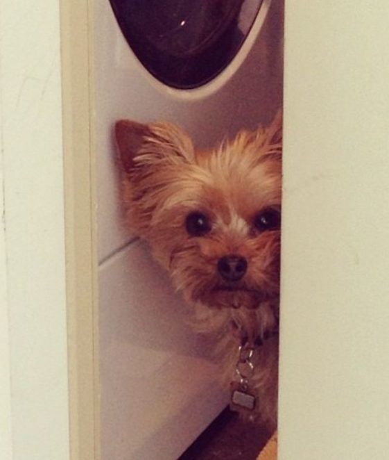 yorkie spying