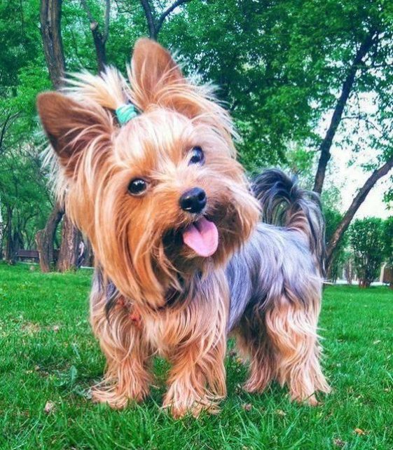 yorkie sticking out its tongue