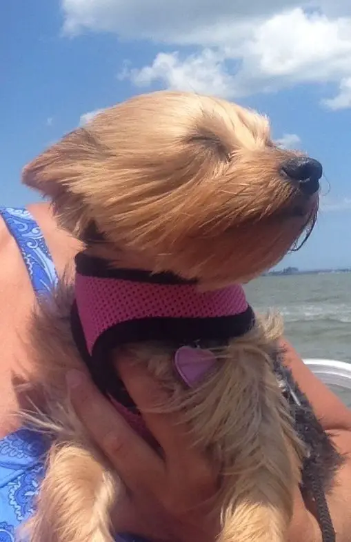 yorkie face on the wind