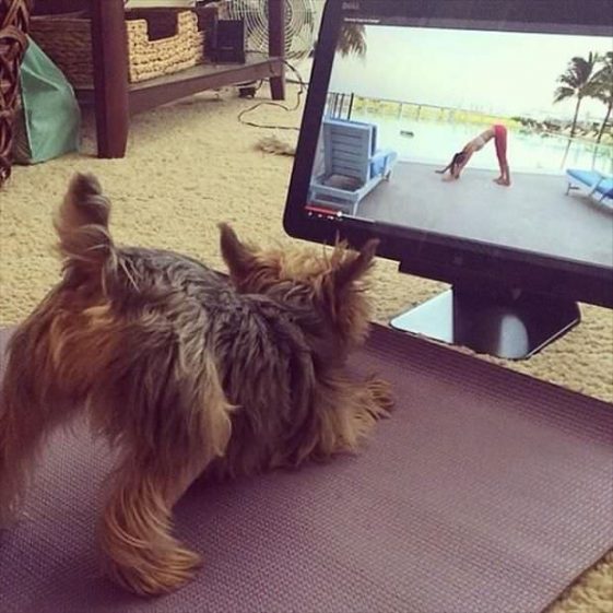 yorkie doing yoga