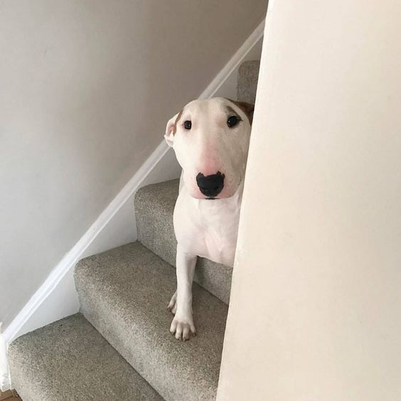 English Bull Terrier peeking behind the wall while sitting on the stairs