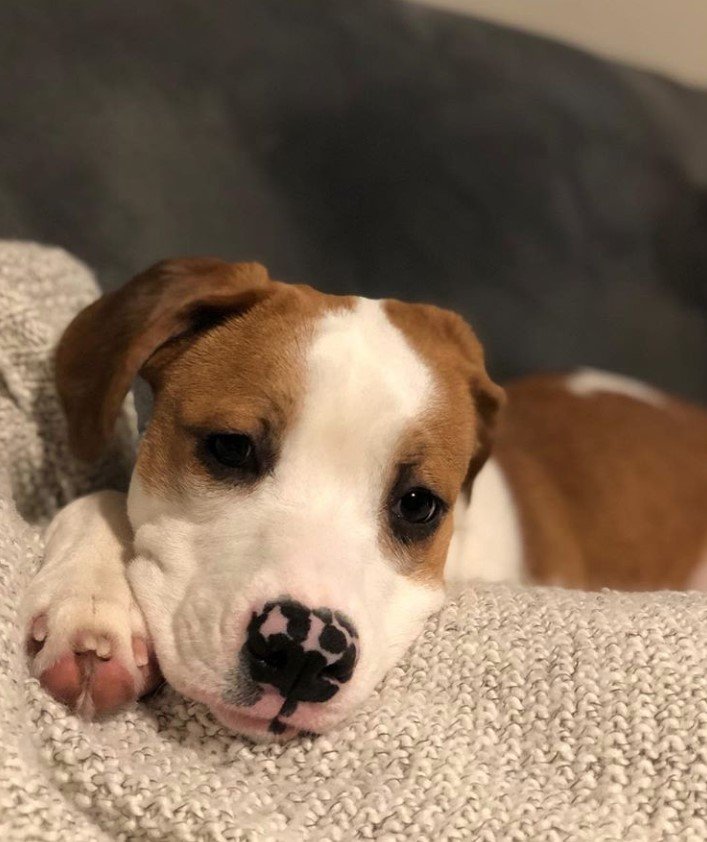 A Australian Boxherd puppy lying on the couch