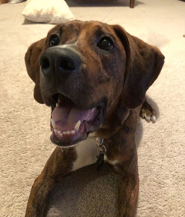 A happy BT Walker puppy lying on the floor