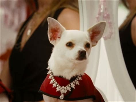  Cloe the Chihuahua in a movie