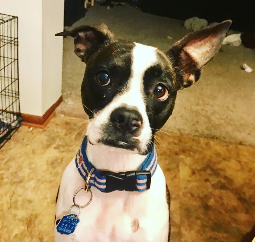 A Boston Boxer or Miniature Boxer sitting on the floor with its one ear up