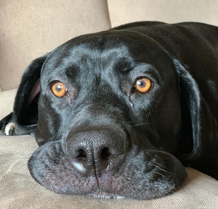 A black Boweimar lying on the couch