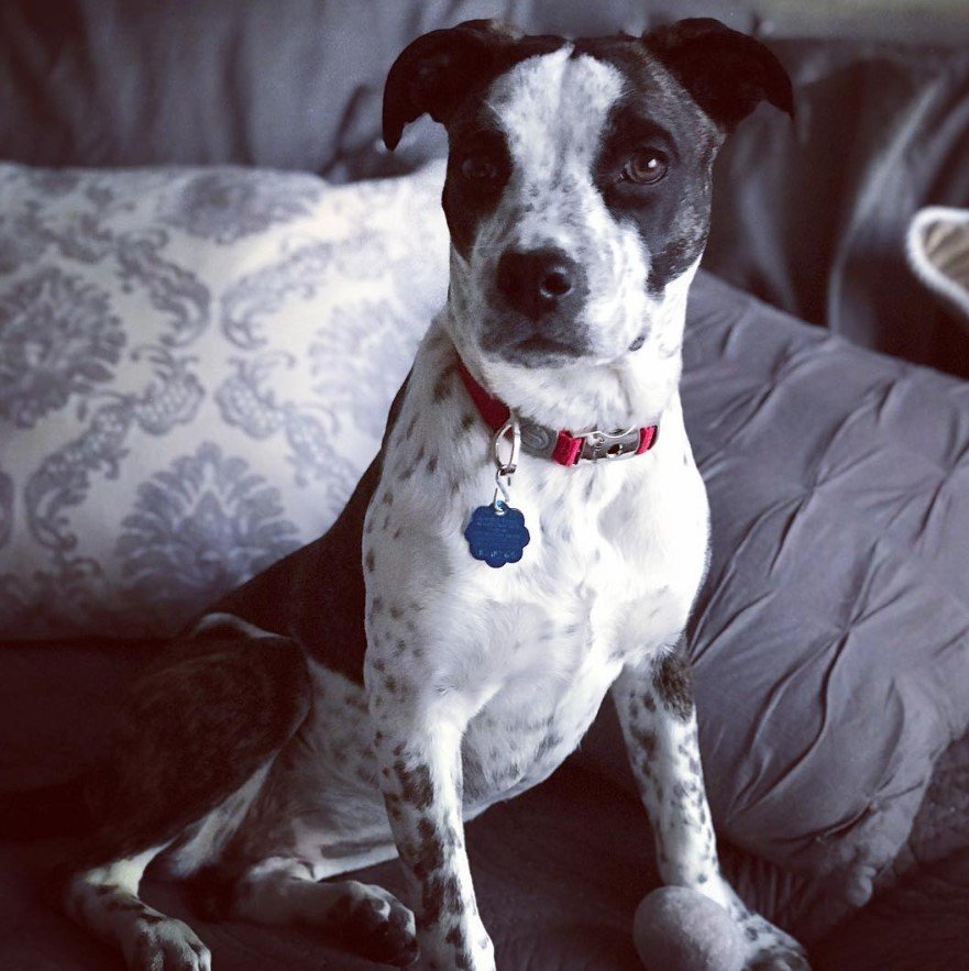 A Box Heeler sitting on the couch