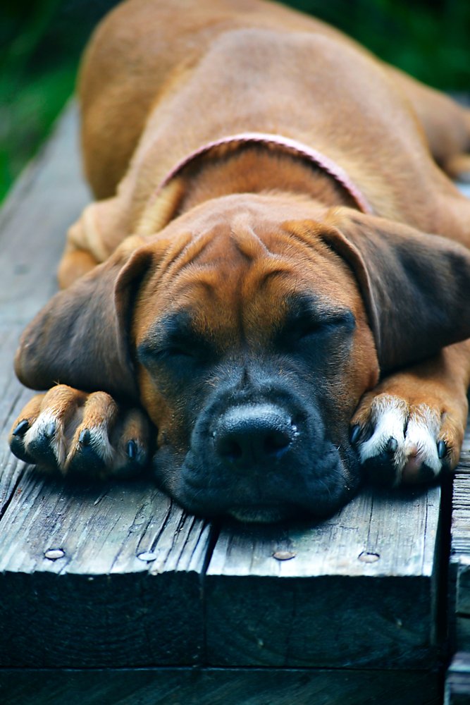 A Box-a-Pug puppy lying on the wooden bench in the garden