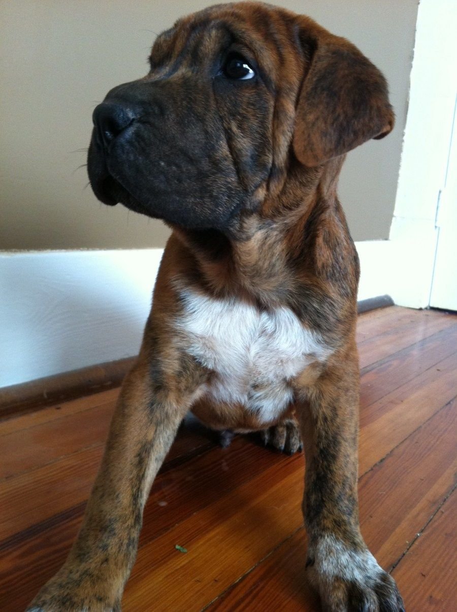 A Box-a-Shar puppy sitting on the floor while looking sideways