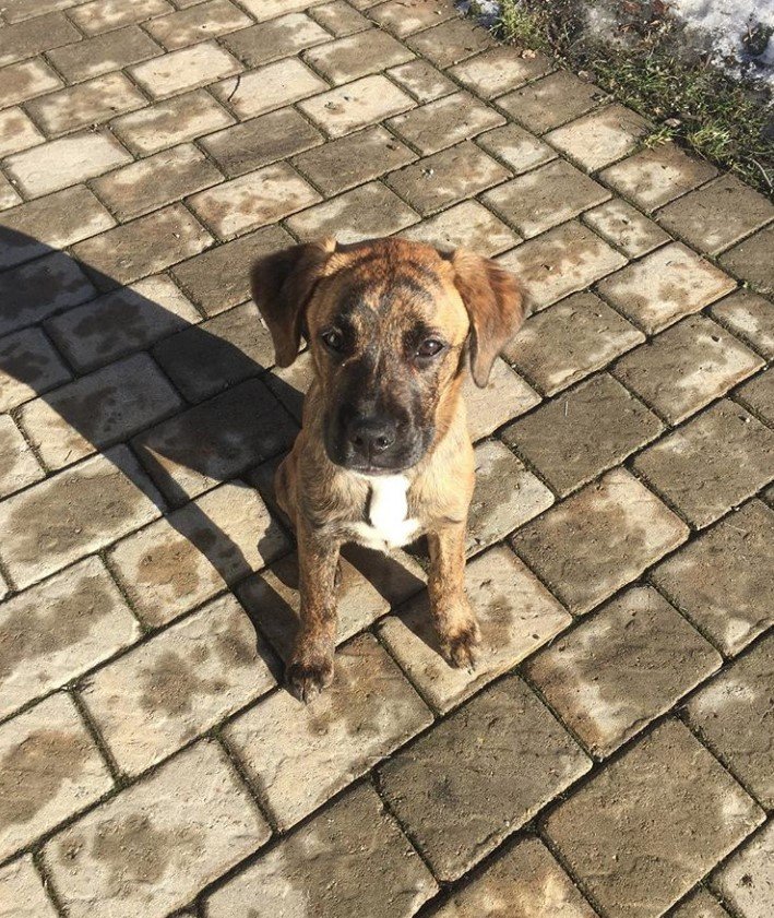 A Boxador puppy sitting on the pavement under the sun